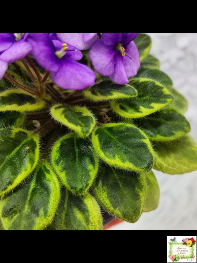 Rob's Lucky Charm (R.Robinson) 11/21/2003 (9293) листовая химера (стартер сорт)