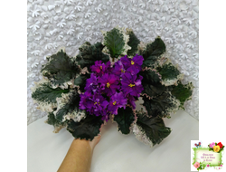 ВаТ-Тип-Топ (Т. Валькова) 2015 г.