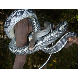 Полоз тонкохвостый (Elaphe taeniura, или Orthriophis taeniurus)