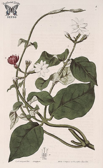 Jasminum sambac sale