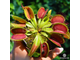 Dionaea muscipula Giant rosetted