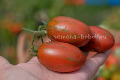 Томат Dwarf Audrey’s Love Tomato (Гном Любовь Одри), 10 шт