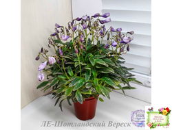 ЛЕ-Шотландский Вереск (Е. Лебецкая) мини трейлер