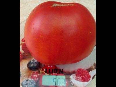 Томат Плоские сердца минусинские