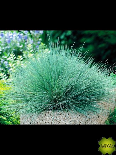 ОВСЯНИЦА СИЗАЯ "ВАРНА"