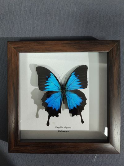 Парусник Улисс № 1296