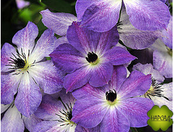 Клематис "Cloudburst" (Клаудберст) (3 группа обрезки)