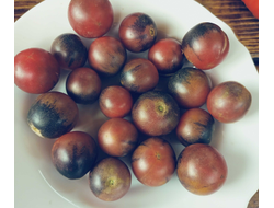 Томат Шоколадный подарок