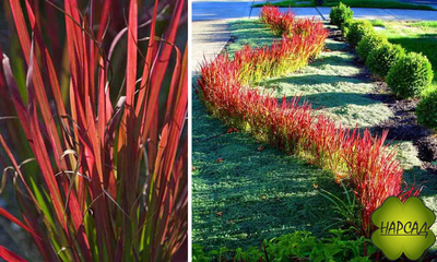 ИМПЕРАТА РЕД БАРОН (КРОВАВАЯ ЯПОНСКАЯ ТРАВА)