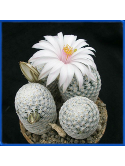 Mammillaria herrerae v. albiflora