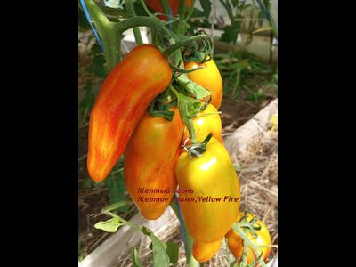 Томат Желтый огонь (Yellow fire, Желтое пламя)