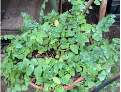 Мюленбекия Микрофилла