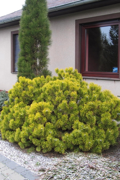 Сосна горная Winter Gold