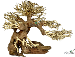 Коряга SwetAqua 014s  "Дерево Бонсай" 22x12x17