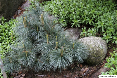 Сосна стланиковая Глаука кедровая - Pinus pumila glauca