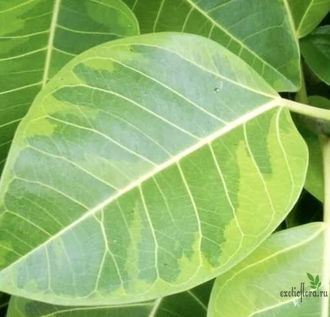 Ficus Altissima "Bengal Tiger" / фикус бенгальский тигр вариегатный