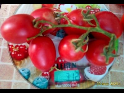 Томат Сахарная слива малиновая