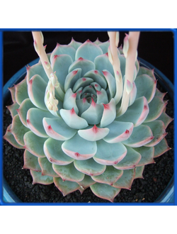 Echeveria chihuahuensis
