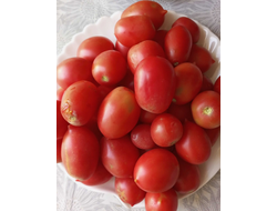 Томат Анастасия Ушакова