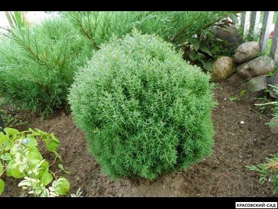 Туя Тедди - Teddy