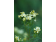 Бархатцы дикие (Tageta minuta) цветки, Индия 30 мл - 100% натуральное эфирное масло