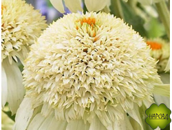 Эхинацея "МИЛКШЕЙК"