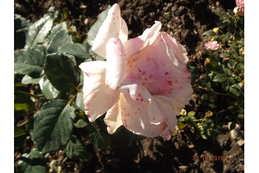 Первоклассница (флорибунда) Селекция НБС