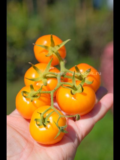 Томат Märchensnack (Сказочная закуска), 10 шт