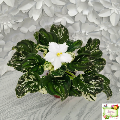 LV-Зюзя (Л. Шевелева) 2025 г. трейлер (клакамас пестролистный)