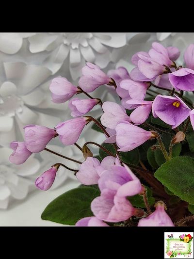 Flashy Trail (H.Pittman) TX Hyb трейлер