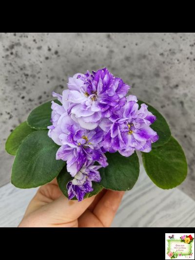 АВ-В Краю Единорогов (Фиалковод) 2020 г.