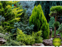 УДОБРЕНИЯ ДЛЯ ХВОЙНЫХ