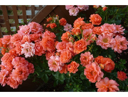 Эбав Олл (Above All) плет