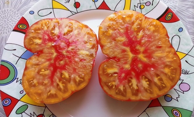 Томат Холли 12 (Holly’s 12)