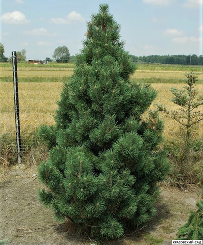 Сосна Колумнарис - Columnaris