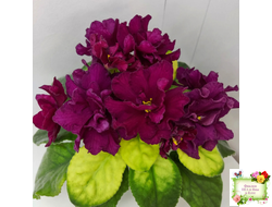 ЕК-Бой Быков Голд (Е. Коршунова) 2014 г.