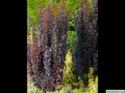 Барбарис Хелмонд Пиллар - Helmond Pillar