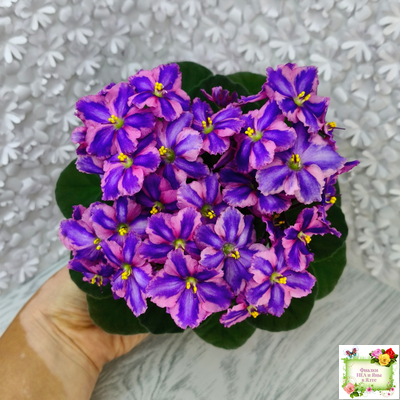 СГ-Каспер (И.Киселёва/С.Голубцова) химера