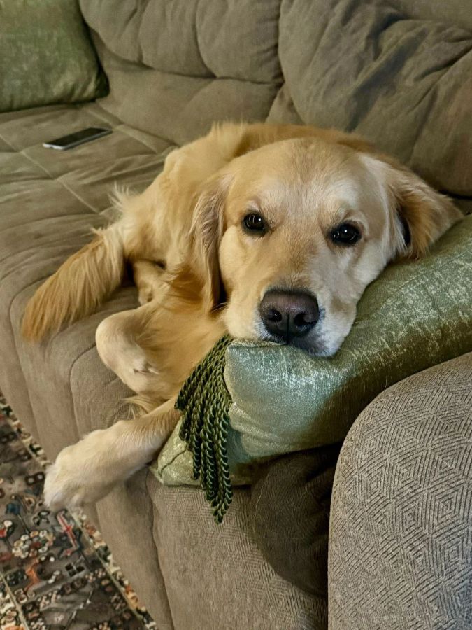Алтай / РУССКОЕ ЗОЛОТО ПАМИР /, 3 года