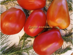Томат Дары волхвов