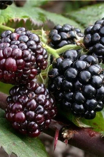 Ежевика Торнфри