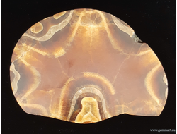 Аммонит, кальцит, полированный с 2-х сторон спил. Россия.