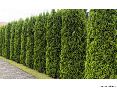 Туя Холмстрап - Holmstrup