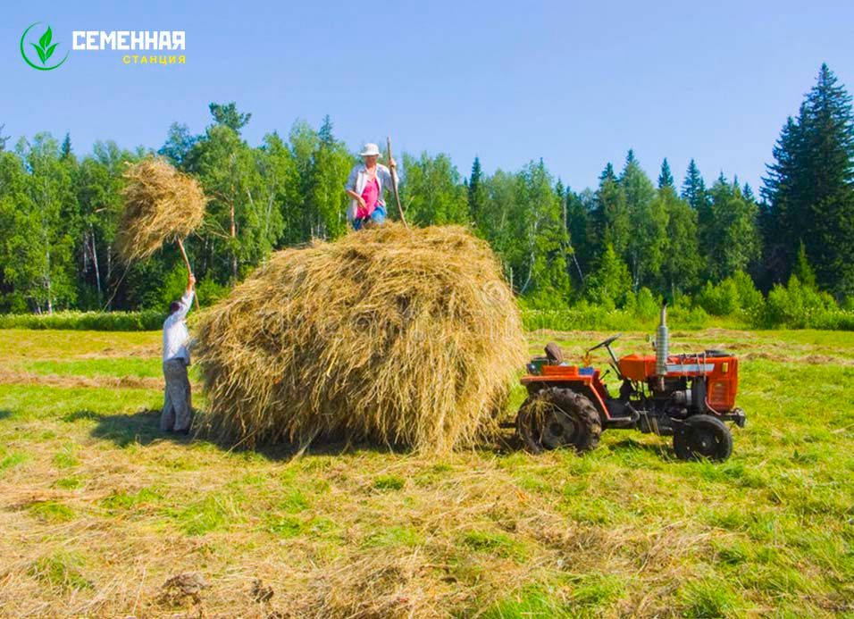 Травосмеси для сенокоса