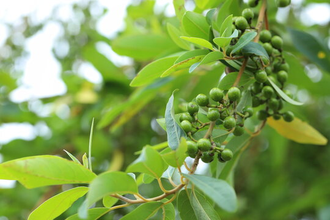 Литсея кубеба (Litsea cubeba) плоды (30 мл) - 100% натуральное эфирное масло