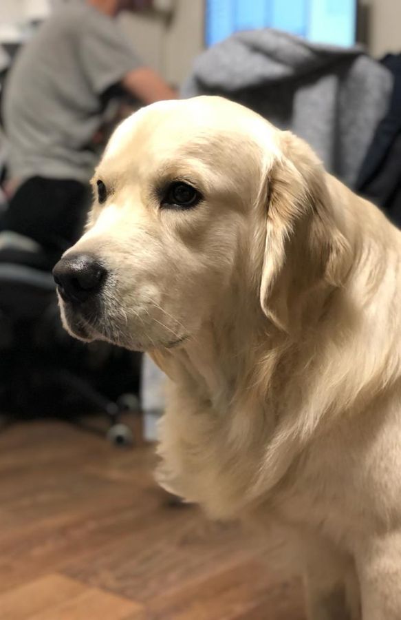 Русское Золото Лорд Север