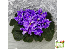 МТ-XXL Эльф (М. Тотиева) 2022 г.