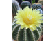Пародия великолепная - Parodia magnifica, Эриокактус великолепный, Eriocactus magnificus, Notocactus Magnificus