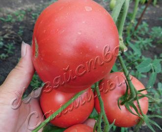 Сызранский томат