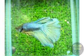 Петушок, Бойцовая рыбка, Betta splendens